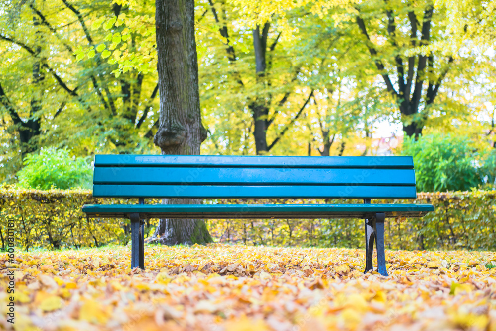 Beautiful Colorful Autumn Leaves