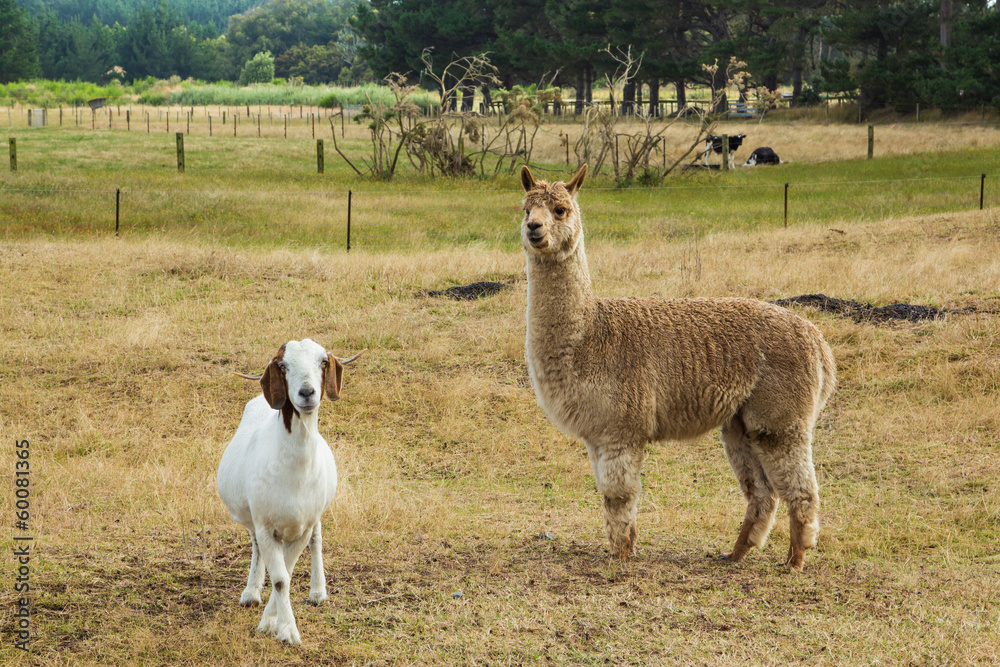 Obraz premium Alpaca & Goat