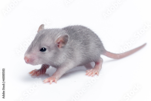 cute baby rat © Goinyk