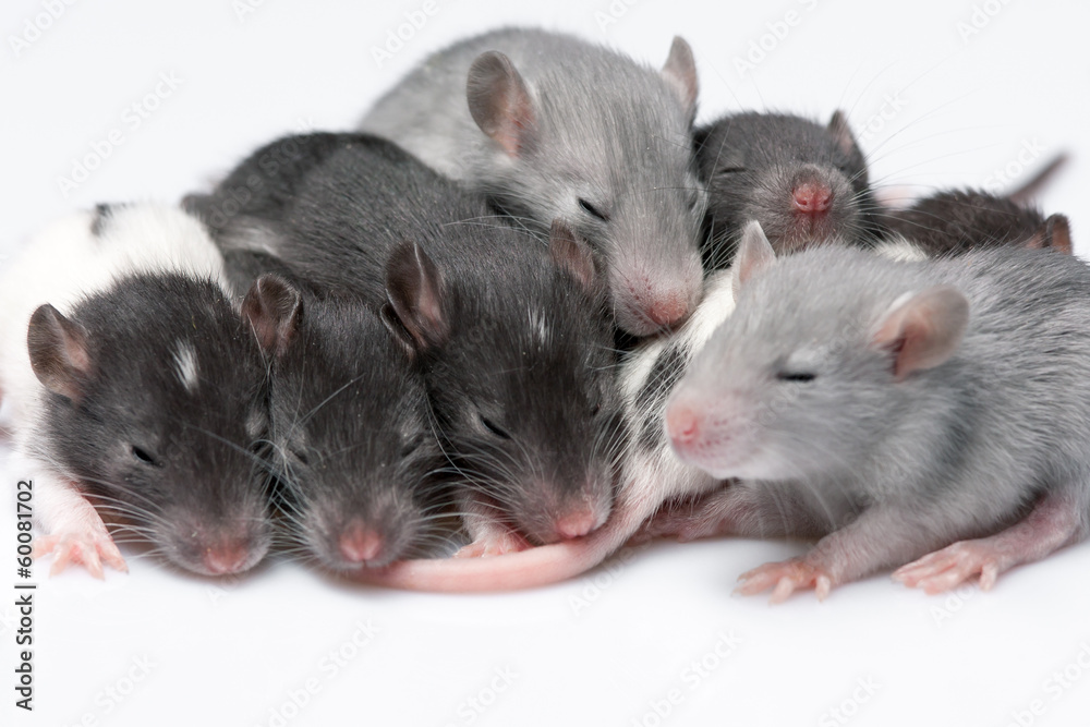 cute baby rats cute baby rats