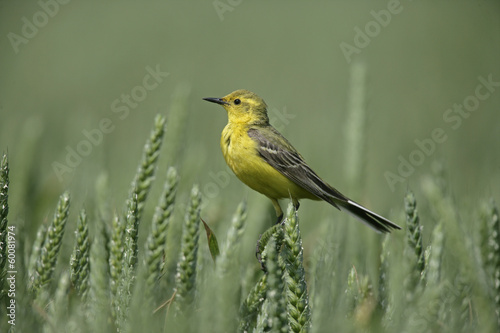 Yellow wagtail,  Motacilla flava photo