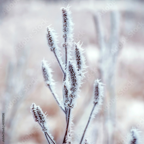 Frozen plants, winter background © Rock and Wasp