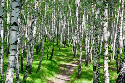Fototapeta letni krajobraz z lasem i słońcem