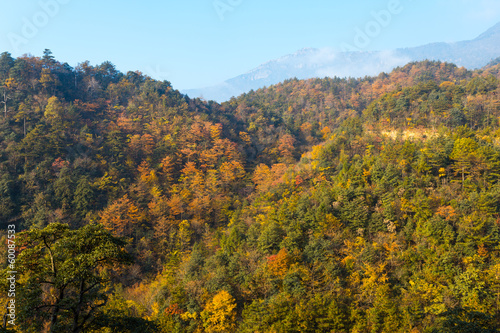 Fototapeta Naklejka Na Ścianę i Meble -  Colorful foliage in the autumn
