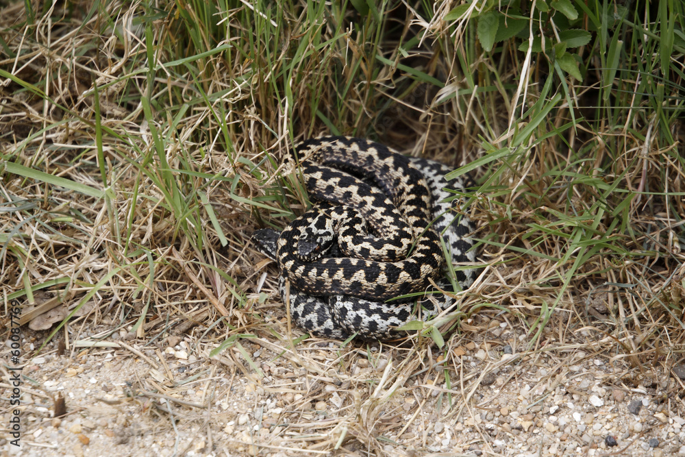 Fototapeta premium Viper or Adder, Vipera berus
