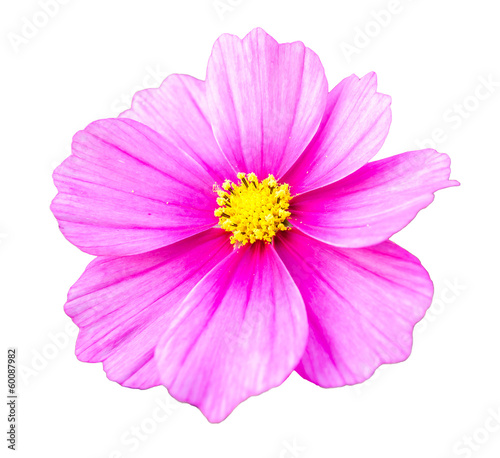 Pink cosmos flower isolated