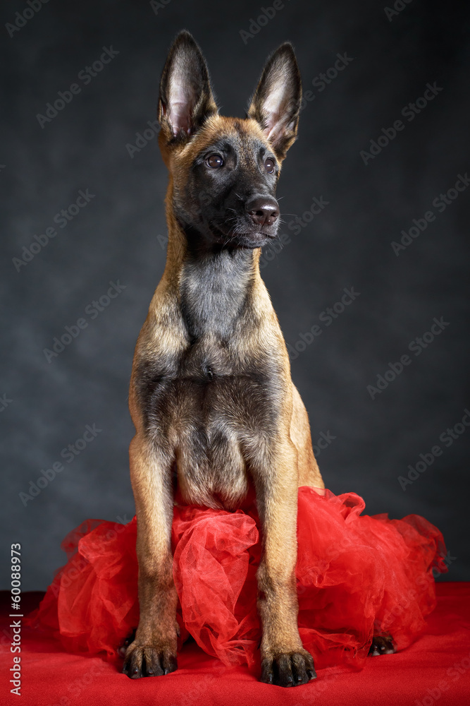 Malinois Belgian Shepherd dog Malinois Belgian Shepherd dog