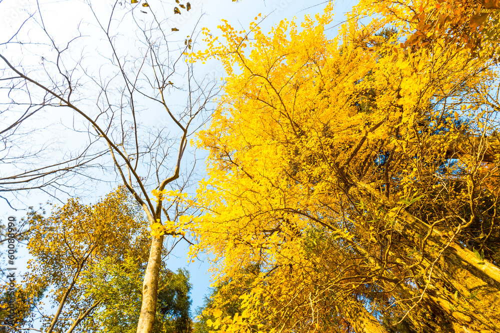 Autumn Colours in China Autumn Colours in China