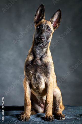 Malinois Belgian Shepherd dog