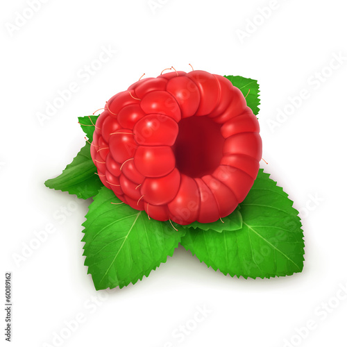 Raspberries and mint, detailed vector