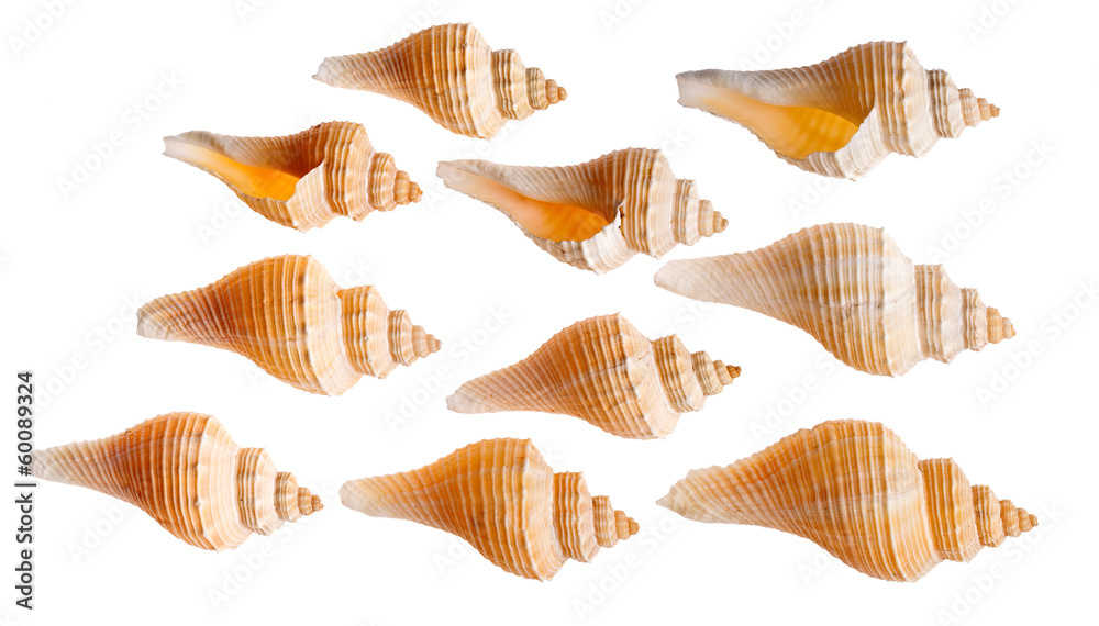Set of seashells isolated on white background Set of seashells isolated on white background