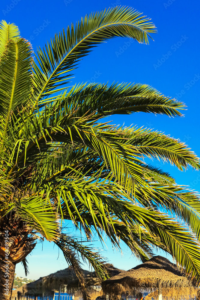 Palme und palmbedeckte Sonnenschirme