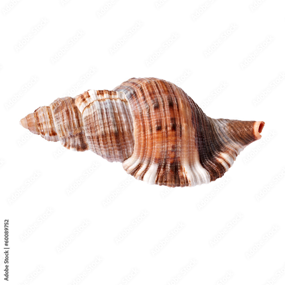 Seashell isolated on white background Seashell isolated on white background