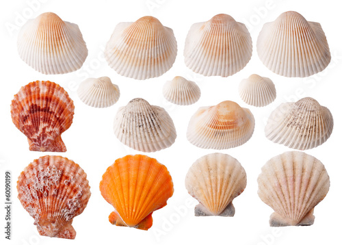 Set of seashells isolated on white background