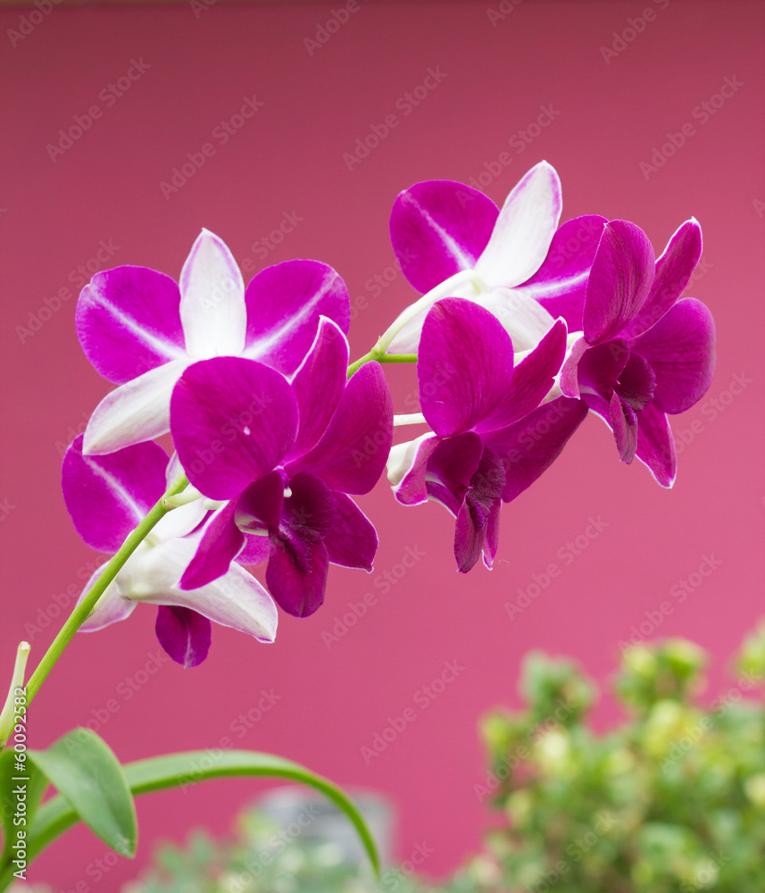Orchid flower Orchid flower
