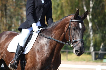 Sierkussen Paardrijden Portret zwart paard tijdens dressuur  © virgonira