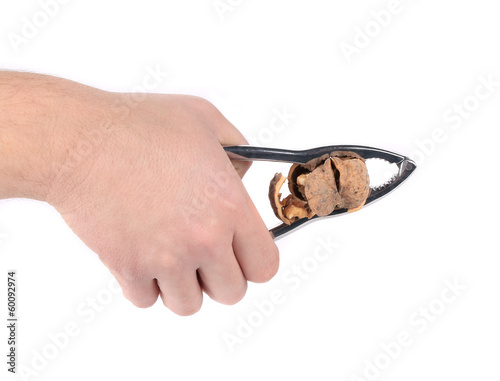 Man's hand cracking a walnut. photo