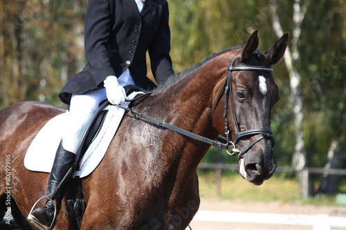 Black horse portrait during dressage competition © virgonira