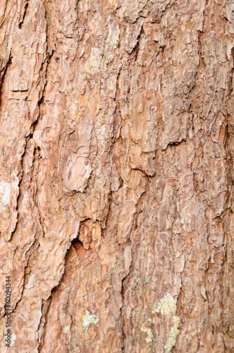 bark of Pine Tree background