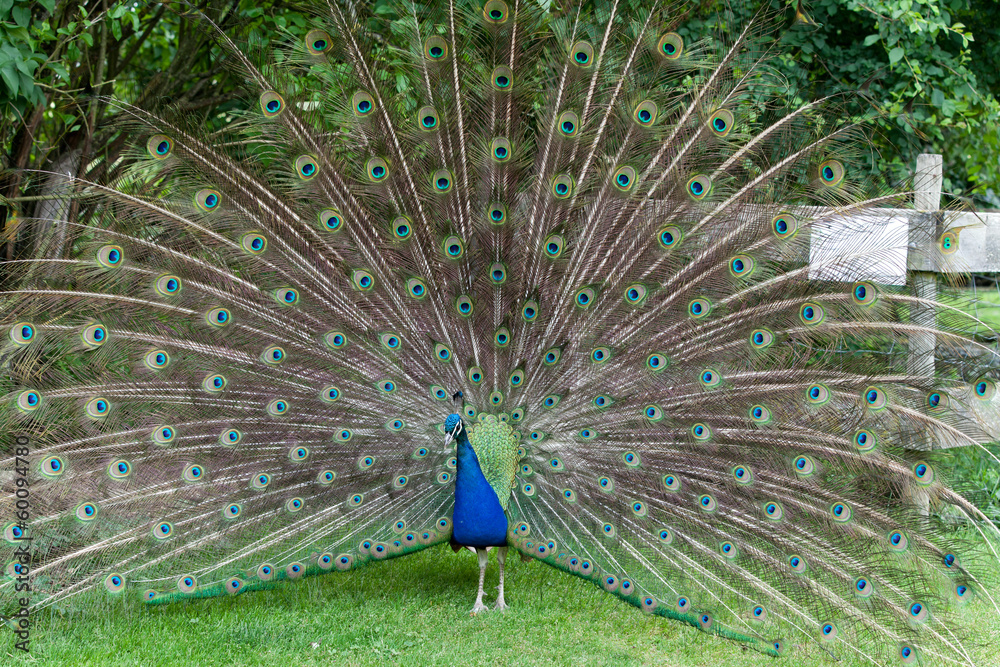 Fototapeta premium peacock showing its beautiful feathers