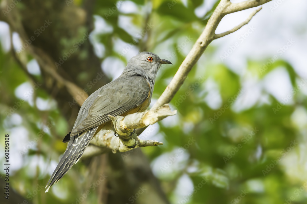 Side of Male Plaintive Cuckoo(Cacomantis merulinus ) in nature Side of Male Plaintive Cuckoo(Cacomantis merulinus ) in nature