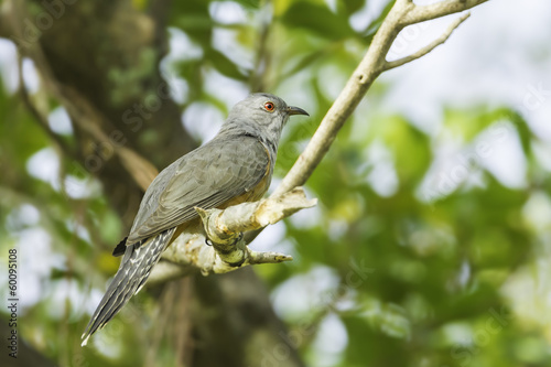 Side of Male Plaintive Cuckoo(Cacomantis merulinus ) in nature