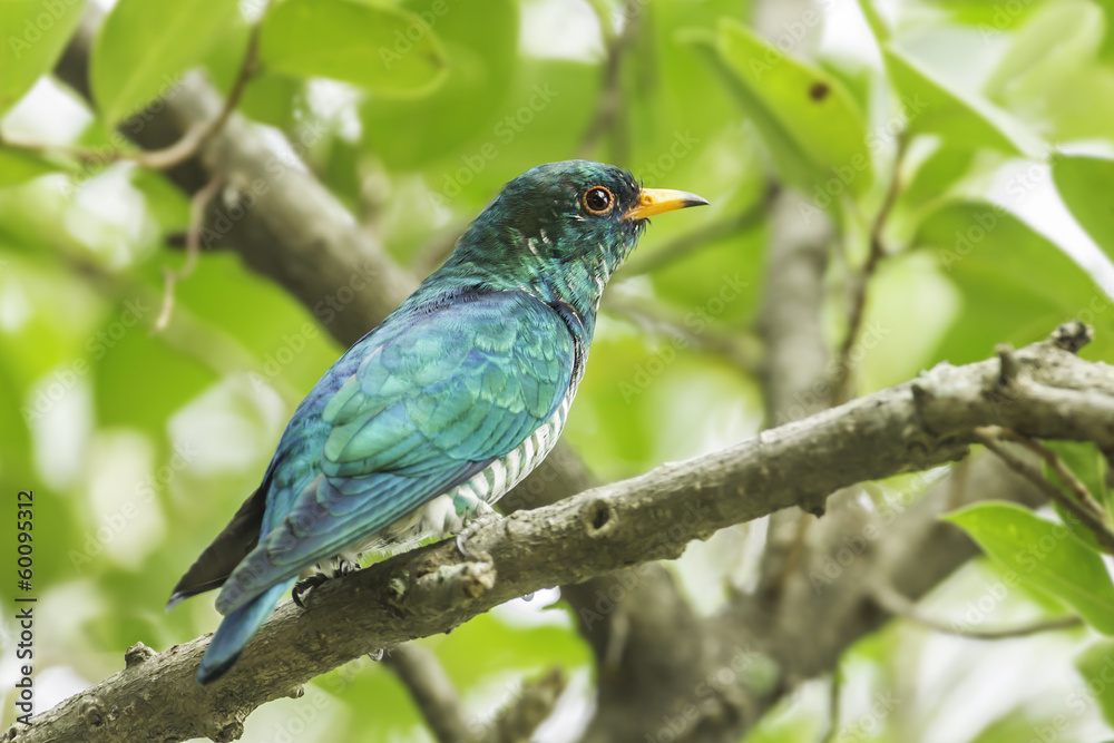 Male Asian Emerald Cuckoo (Chrysococcyx maculatus) Male Asian Emerald Cuckoo (Chrysococcyx maculatus)