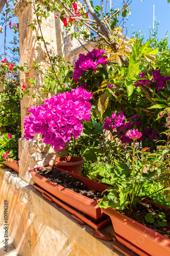 Branches of flowers pink bougainvillea bush on Balcony