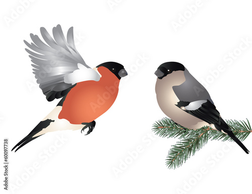 Winter bird romance