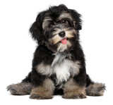 Funny smiling black and tan havanese puppy dog