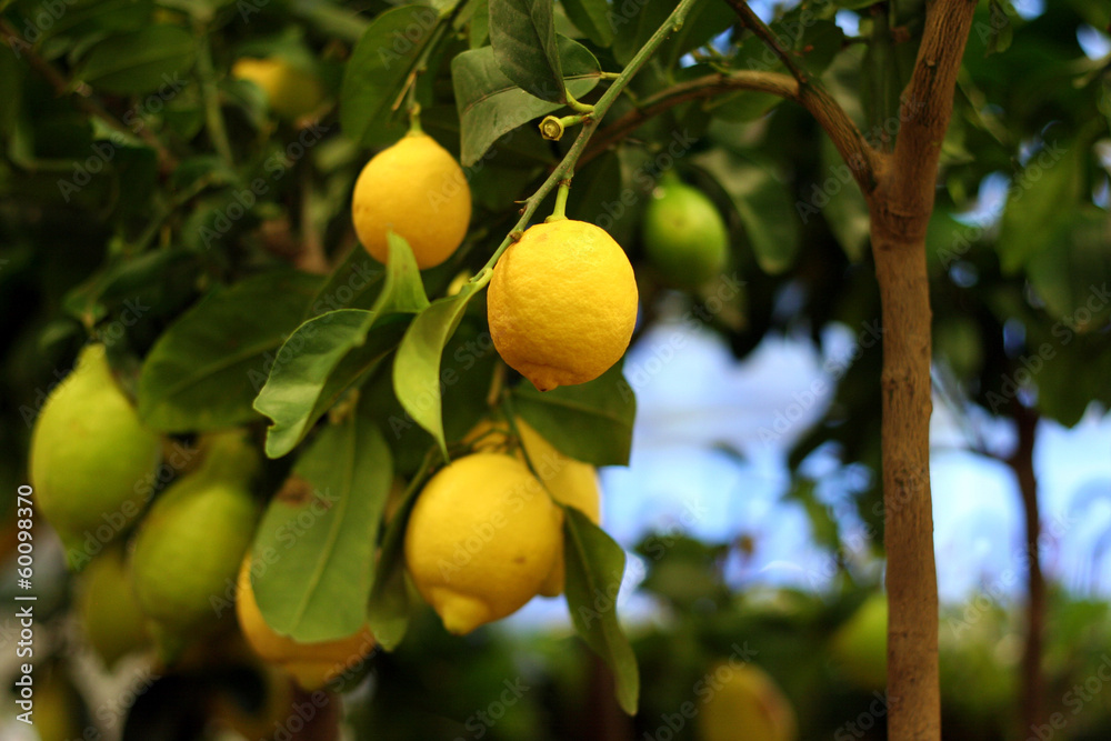 Organic lemons on tree in the pot