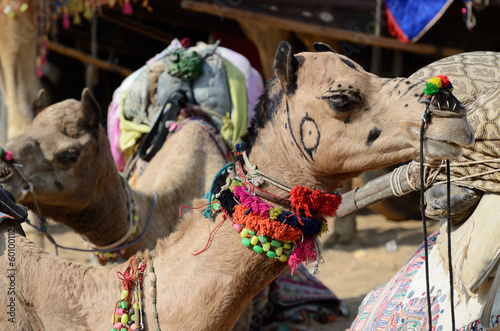 Decorated nomad camel at famous asian cattle festival,India