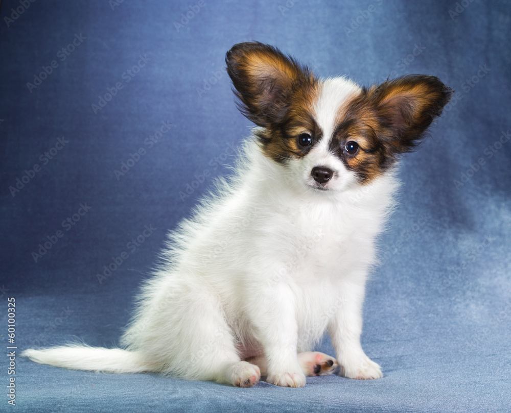 Puppy Papillon Puppy Papillon