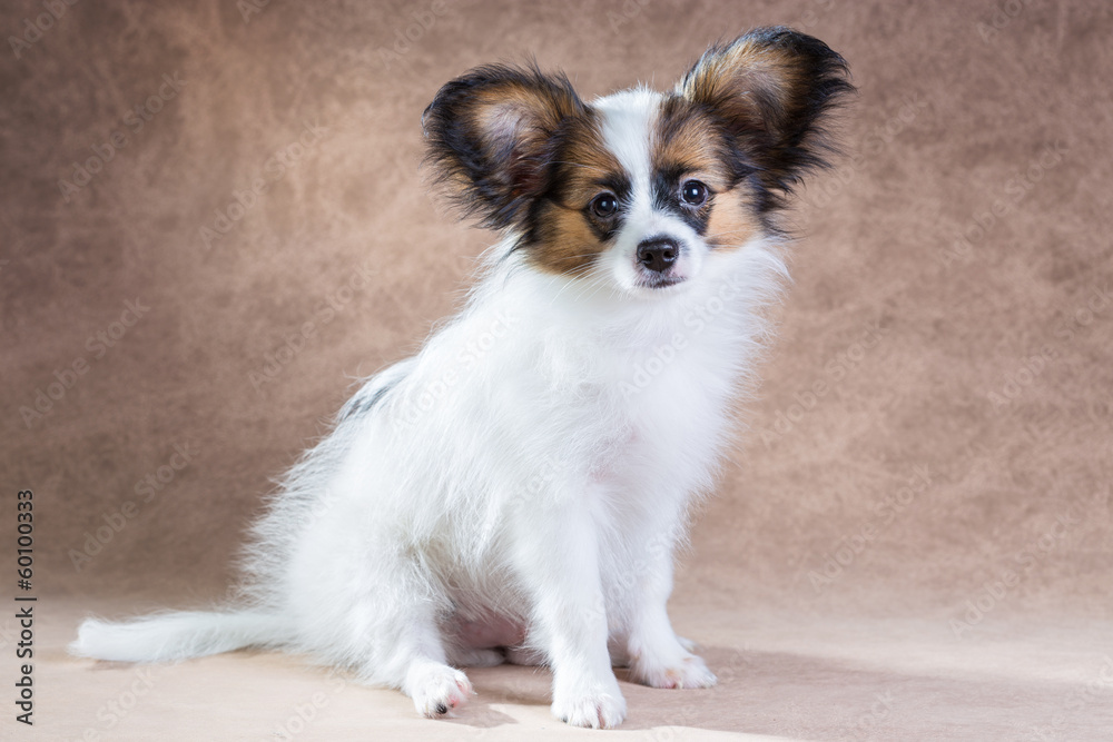 Papillon puppy