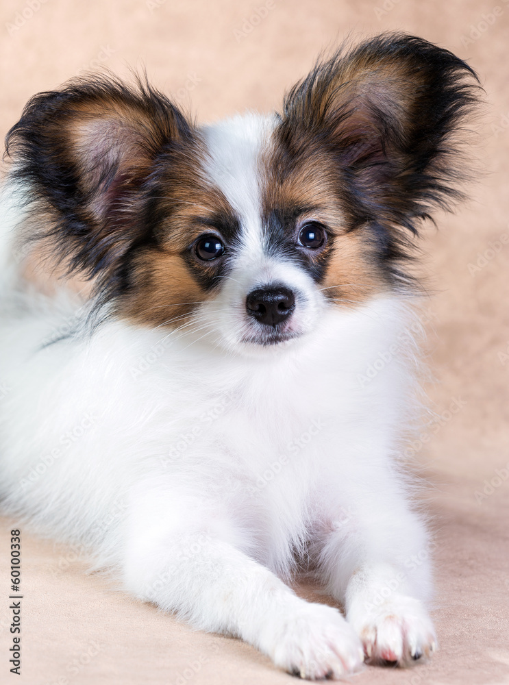 Portrait of a cute puppy Papillon