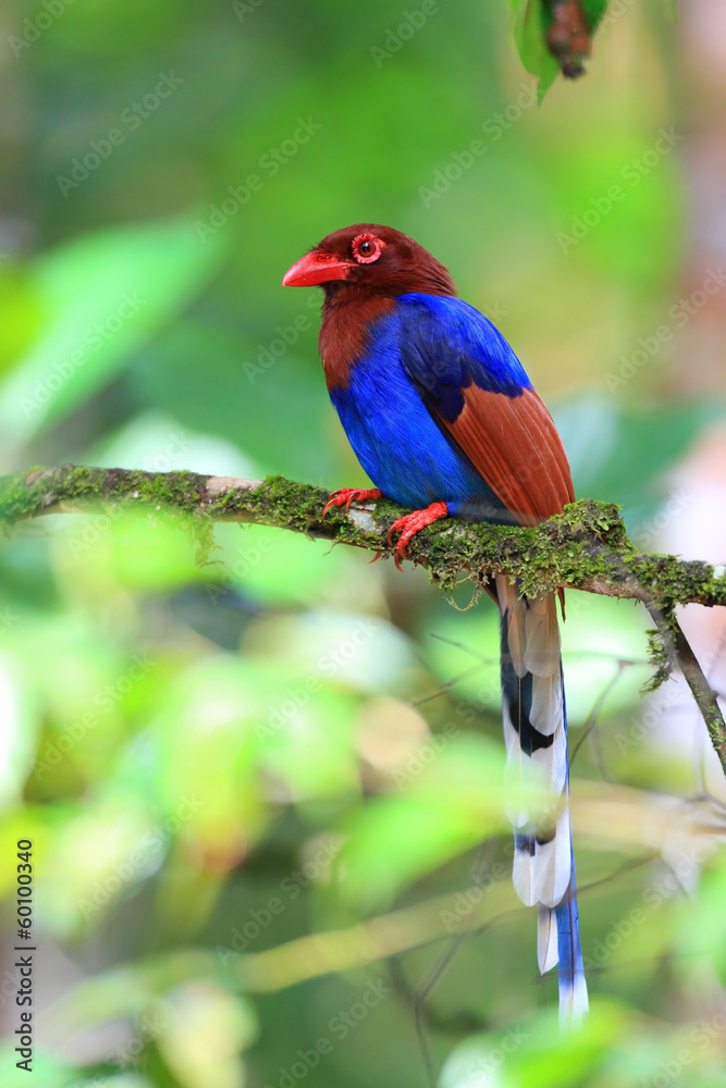 Fototapeta premium Sri Lanka or Ceylon Blue Magpie in Sri Lanka
