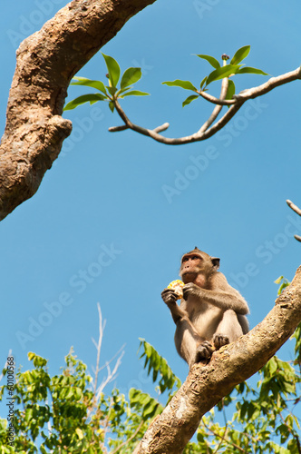 A Long-tailed macaqu money eats corn on the tree in Thailand