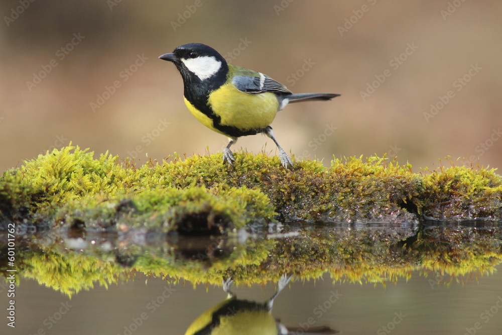 Fototapeta premium Lovely tit in the forest drinkg water