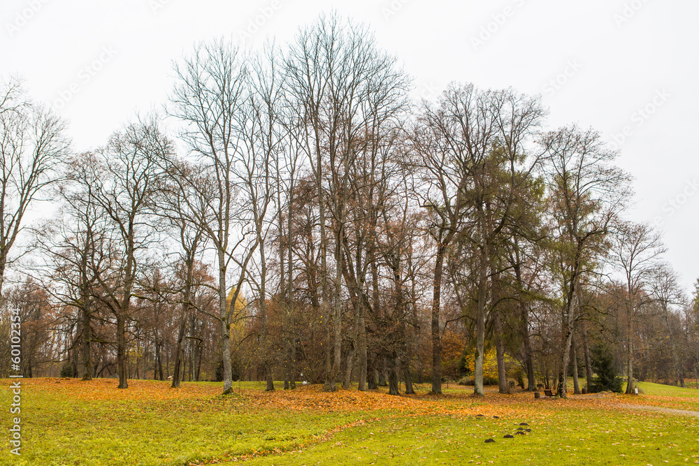 Obraz premium Autumn is when trees get naked