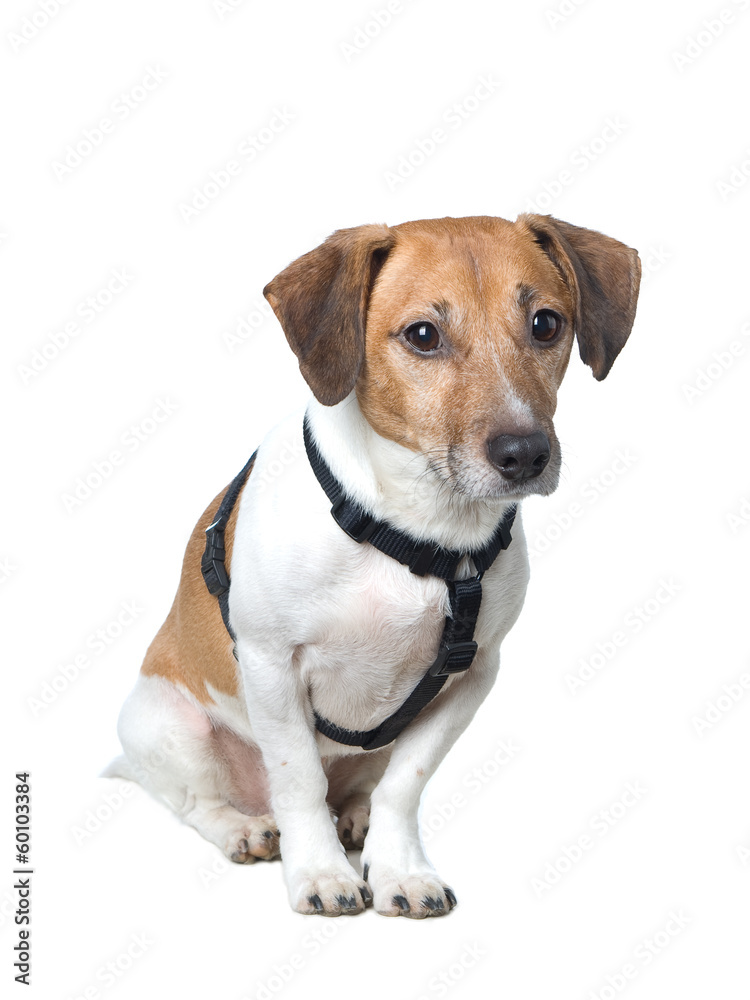 Jack Russell Terrier sitting pretty