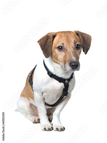 Jack Russell Terrier sitting pretty © liesbeth7