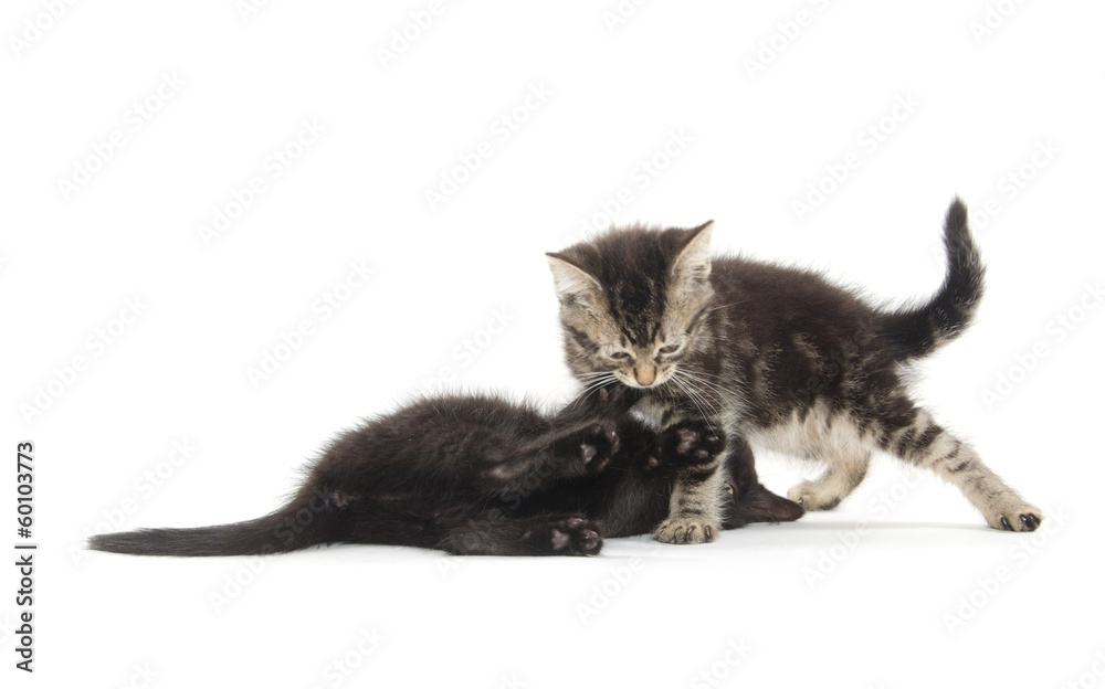 Naklejka premium Two kittens on white