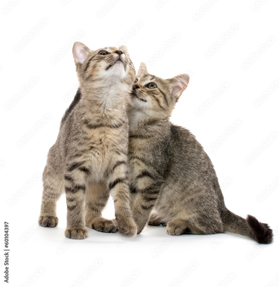 Obraz premium Two tabby kittens