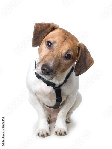 Jack Russell Terrier