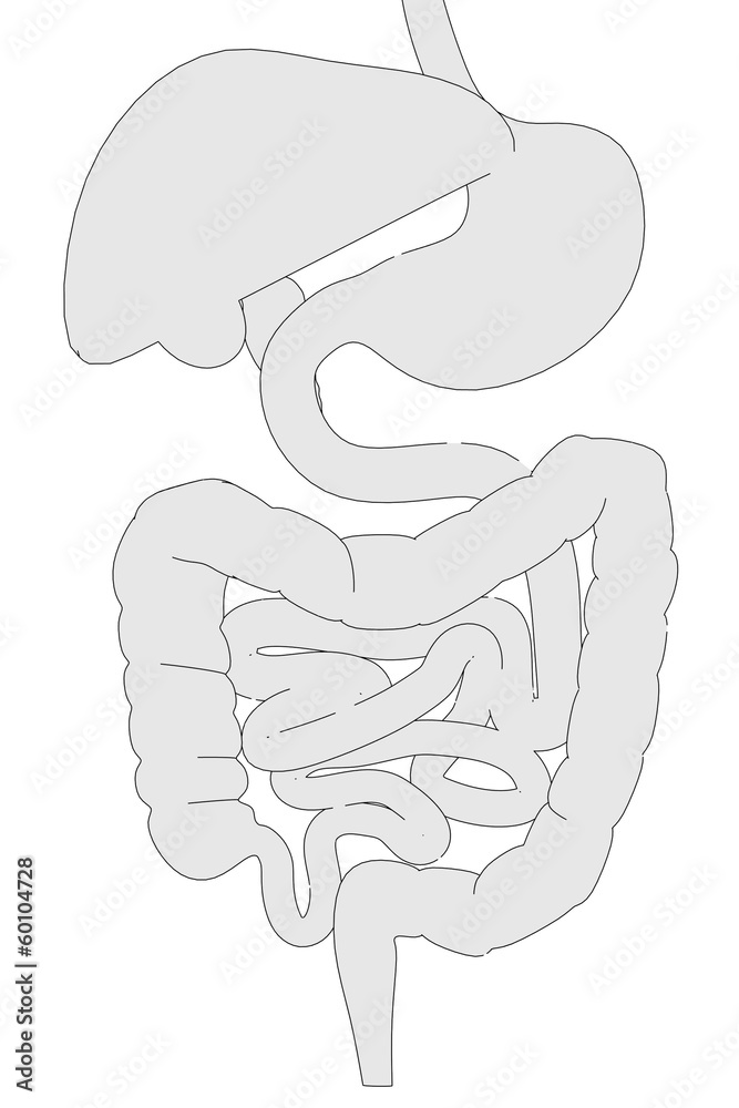 cartoon image of digestive system cartoon image of digestive system