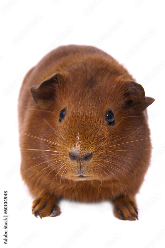 Red Guinea Pig Red Guinea Pig