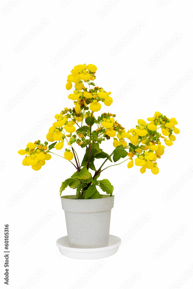 yellow flower in a clay pot