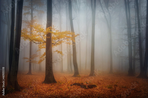 Mystic tree in the foggy forest