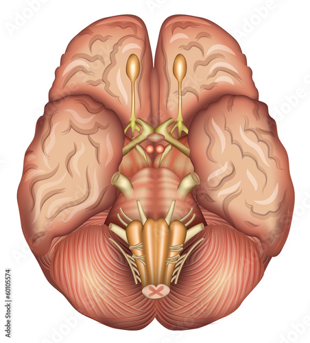 Human brains base. Medical illustration, isolated on white.