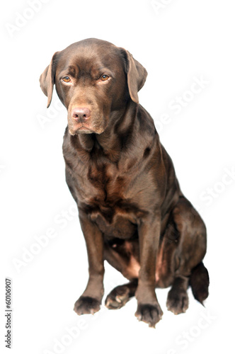 chocolate labrador